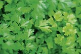 Plantes aromatiques dans le catalogue Gamm vert