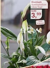 Aktuelles Einblatt Spathiphyllum Angebot bei Garten-Center Nordharz GmbH & Co. KG in Hannover ab 3,99 €