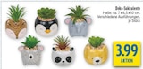Aktuelles Deko-Sukkulente Angebot bei diska in Chemnitz ab 3,99 €