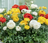 toom Baumarkt Schwetzingen Prospekt mit  im Angebot für 5,99 €