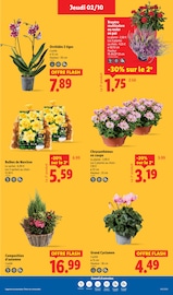 Chrysanthèmes Angebote im Prospekt "Plus de 55 produits bio dans l'assiette, ça vaut le coup." von Lidl auf Seite 29
