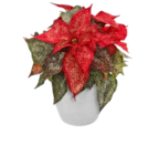 Weihnachtsstern im Kaufland Prospekt Weihnachtsstern im aktuellen Kaufland Prospekt für 7,99 €