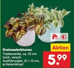 Aktuelles Dreimasterblumen Angebot bei Netto Marken-Discount in Hamburg ab 5,99 €