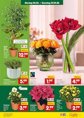 Ähnliche Sonnenblume Angebote im Prospekt "Aktuelle Angebote" von Netto Marken-Discount in Erlangen Ähnliche Angebote wie Sonnenblume im Prospekt "Aktuelle Angebote" auf Seite 9 von Netto Marken-Discount in Erlangen