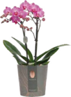 Orchidee (Phalaenopsis Multiflora „Mimesis“) Angebote bei Globus-Baumarkt Salzgitter für 9,99 €