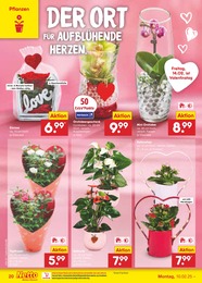 Netto Marken-Discount Orchidee im Prospekt 