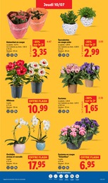 Prix et réduction Plante Vivace dans le prospectus Lidl en cours Offre Plante Vivace dans le catalogue Lidl du moment à la page 29