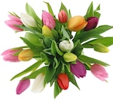 Tulpen Harlekin Angebote bei Penny Dülmen für 5,99 €