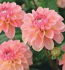 Promo Dahlia "starburst" ou "dalina" à 9,99 € dans le catalogue Delbard à Thiers