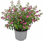 Aktuelle Pflanzen Angebote bei Penny in Bremen Aktuelles Köcherblümchen 'Flory Glory' Angebot bei Penny in Bremen ab 2,29 €