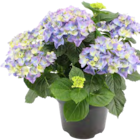 Aktuelles Bauernhortensie Angebot bei OBI in Aachen ab 9,99 €