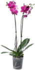 Orchidee 'Phalaenopsis' bei E center im Obing Prospekt für 5,99 €
