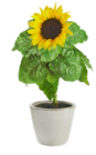 Sonnenblume im Angebot bei Kaufland in Ludwigshafen Sonnenblume Angebote bei Kaufland Ludwigshafen für 2,22 €