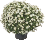 Chrysanthemen Busch Angebote bei tegut München für 6,99 €