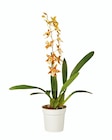 Orchidée mix en promo chez Lidl Poitiers à 7,99 €