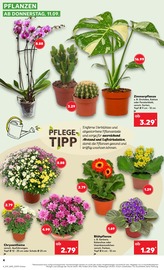Blumen im Kaufland Prospekt in Witten Aktueller Kaufland Prospekt mit Blumen, "Aktuelle Angebote", Seite 4