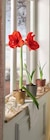 Amaryllis pot 12 cm avec cache pot en promo chez Intermarché Colmar à 5,99 €