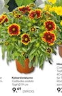 Kokardenblume im Hellweg Prospekt Kokardenblume im aktuellen Hellweg Prospekt für 9,49 €