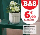Hellebore en promo chez Hyper U Caen à 6,99 €