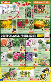 Schnittblumen im Norma Prospekt "Mehr fürs Geld" mit 16 Seiten (Ingolstadt)