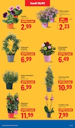 Offre Orchidée dans le catalogue Lidl du moment à la page 29