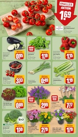 Zwiebeln Angebot im REWE Prospekt, gültig von 11.08.2025 bis 16.08.2025 Zwiebeln Angebot im aktuellen REWE Prospekt auf Seite 7