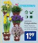 Frühjahrsblüher von Gardenline im aktuellen ALDI SÜD Prospekt für 1,99 €