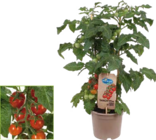 Naschgemüse Pick & Joy Angebote bei Globus-Baumarkt Homburg für 1,99 €