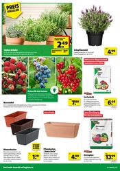 Kräuter im Hagebaumarkt Prospekt in Siegen Aktueller Hagebaumarkt Prospekt mit Kräuter, "So günstig geht das!", Seite 4