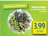 Angebot im diska Amberg Prospekt diska Amberg Prospekt mit im Angebot für 3,99 €