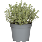 Mediterrane Kräuter im Angebot bei toom Baumarkt in Haltern am See Mediterrane Kräuter Angebote bei toom Baumarkt Haltern am See für 1,99 €