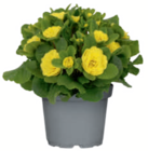 Rosenprimel „Belarina“ Angebote bei toom Baumarkt Hagen für 4,99 €