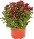 Chrysanthemen (Chrysanthemum indicum âSwiftyâ) im Globus-Baumarkt Prospekt Chrysanthemen (Chrysanthemum indicum âSwiftyâ) von im aktuellen Globus-Baumarkt Prospekt fĂŒr 1,99 âŹ