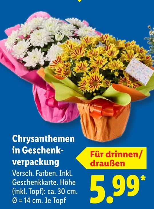 Chrysanthemen in Geschenkverpackung