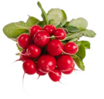 Radieschen  im aktuellen Marktkauf Prospekt für 0,79 €