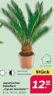 Japanischer Palmfarn „Cycas revoluta“ Angebote bei Netto mit dem Scottie Pirna für 12,99 €