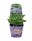 Hortensia ou pivoine en promo chez Lidl Limoges à 6,49 €