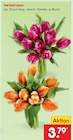 Herbsttulpen im Angebot bei Netto Marken-Discount in Garbsen Herbsttulpen Angebote bei Netto Marken-Discount Garbsen für 3,79 €
