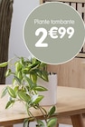 Plante tombante à B&M dans Le Pave de Pontault Plante tombante à B&M dans Le Pave de Pontault