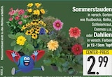 EDEKA Aiteröd - Sommerstauden Angebot im Prospekt Sommerstauden bei EDEKA im Aiteröd Prospekt für 2,99 €