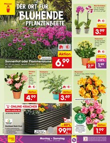 Blumen im Netto Marken-Discount Prospekt "Aktuelle Angebote" mit 64 Seiten (Wuppertal)