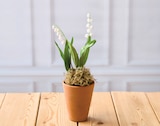 Muguet U 2 Griffes - U en promo chez Super U Roubaix à 3,91 €