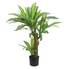 Dracena à 39,99 € dans le catalogue Maxi Bazar