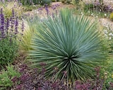 Yucca Rostrata à Carrefour dans Vitrac-en-Viadène Yucca Rostrata à Carrefour dans Vitrac-en-Viadène