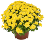 Chrysanthemen-Busch XL im Angebot bei Kaufland in Lehrte Chrysanthemen-Busch XL Angebote bei Kaufland Lehrte für 4,99 €
