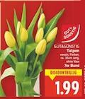 Tulpen von GUT&GÜNSTIG im aktuellen E center Prospekt