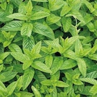 BOTANIC®-Menthe Marocaine Bio - Le pot de 2,5 litres en promo chez Botanic BOTANIC®-Menthe Marocaine Bio - Le pot de 2,5 litres dans le catalogue Botanic