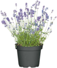 Lavendel Angebote bei Hagebaumarkt Stuttgart für 2,49 €