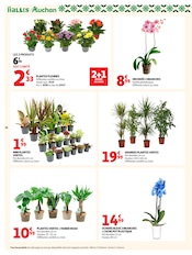 Promos Fleurs dans le catalogue "LA RENTRÉE À PRIX K.O." de Auchan Hypermarché Fleurs en promo dans le catalogue Auchan Hypermarché à la page 40