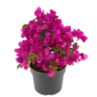 Drillingsblume von GROW by OBI für 17,99 € bei OBI im Angebot Drillingsblume von GROW by OBI im aktuellen OBI Prospekt